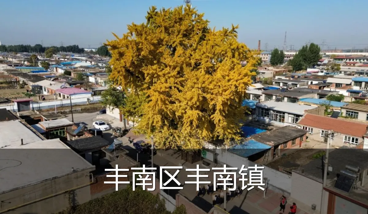 丰南区丰南镇